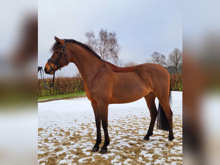 Poney de selle allemand Hongre 5 Ans 146 cm Bai in Frelsdorf