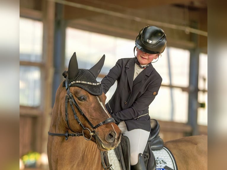 Poney de selle allemand Hongre 5 Ans 146 cm Isabelle in Hagen