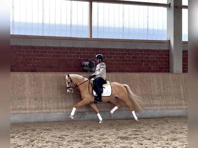 Poney de selle allemand Hongre 5 Ans 146 cm Palomino in Viersen