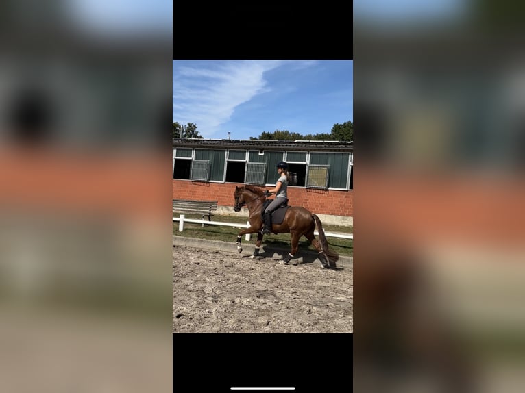 Poney de selle allemand Hongre 5 Ans 147 cm Alezan brûlé in Ahrensburg