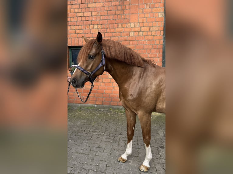 Poney de selle allemand Hongre 5 Ans 147 cm Alezan brûlé in Ahrensburg