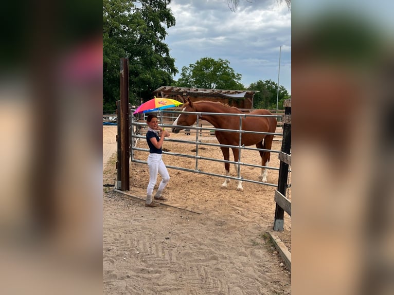 Poney de selle allemand Hongre 5 Ans 147 cm Alezan brûlé in Darmstadt