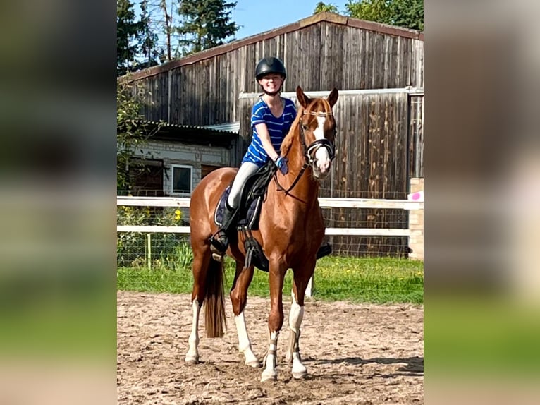 Poney de selle allemand Hongre 5 Ans 147 cm Alezan brûlé in Darmstadt
