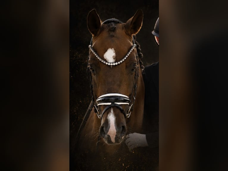Poney de selle allemand Hongre 5 Ans 147 cm Alezan brûlé in Heek