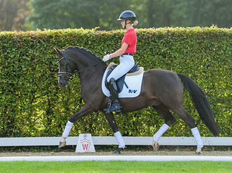 Poney de selle allemand Hongre 5 Ans 147 cm Alezan brûlé in Münster