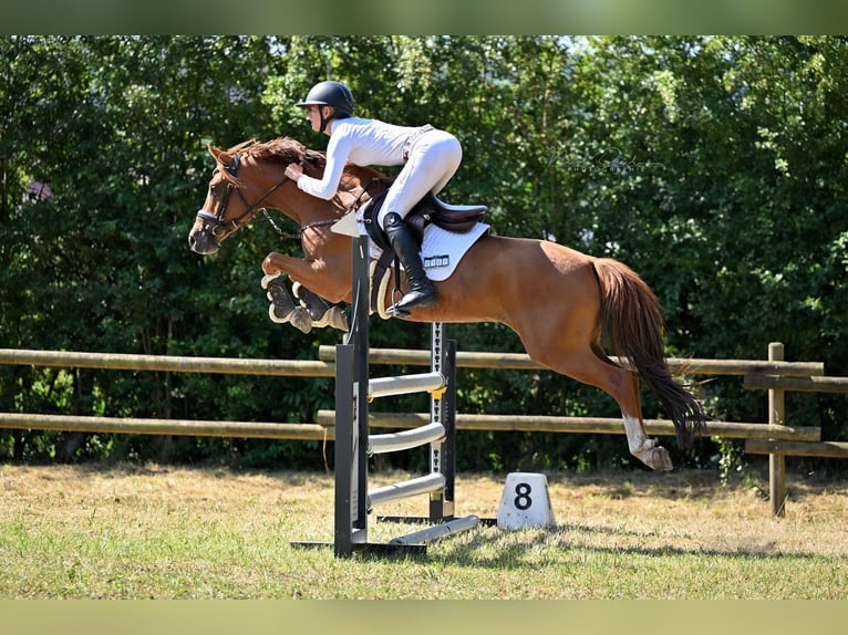 Poney de selle allemand Hongre 5 Ans 147 cm Alezan in Osnabrück