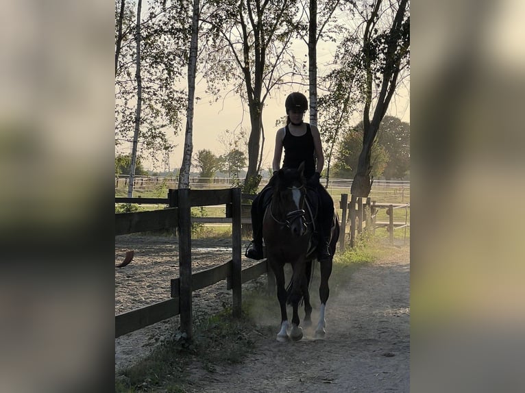 Poney de selle allemand Hongre 5 Ans 147 cm Bai brun in Dortmund