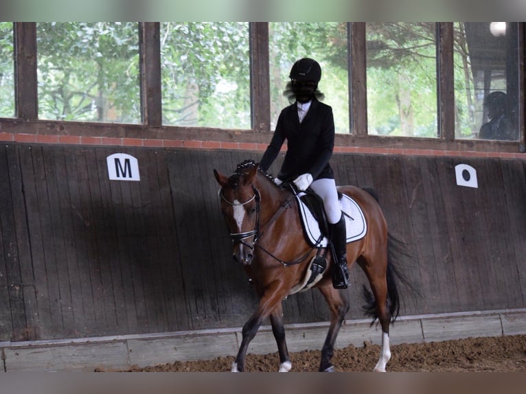Poney de selle allemand Hongre 5 Ans 147 cm Bai brun in Dortmund