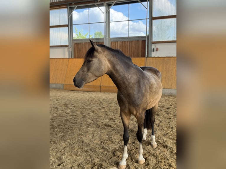 Poney de selle allemand Hongre 5 Ans 147 cm Buckskin in Münster