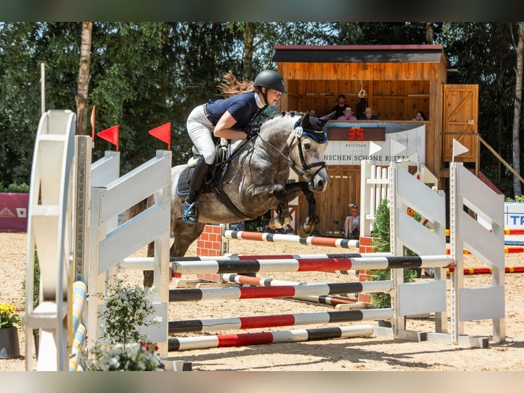 Poney de selle allemand Hongre 5 Ans 147 cm Gris in Eckersdorf