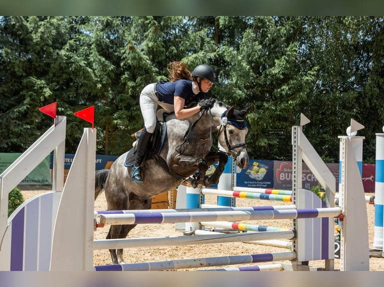 Poney de selle allemand Hongre 5 Ans 147 cm Gris in Eckersdorf