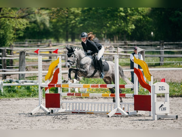 Poney de selle allemand Hongre 5 Ans 147 cm Gris in Eckersdorf