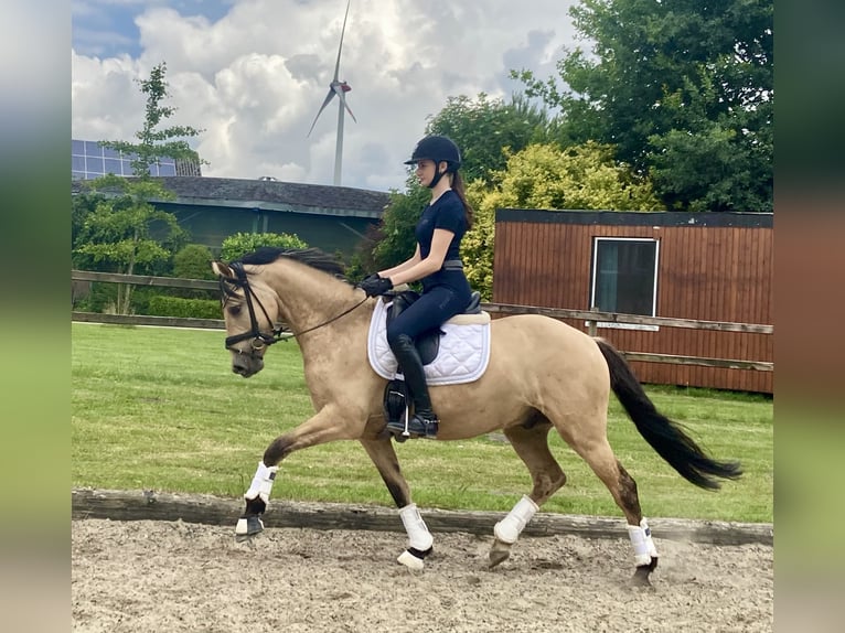 Poney de selle allemand Hongre 5 Ans 147 cm Isabelle in Ehrenburg