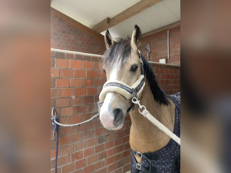 Poney de selle allemand Hongre 5 Ans 147 cm Isabelle in Duisburg