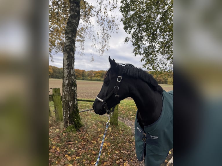 Poney de selle allemand Hongre 5 Ans 147 cm Noir in Dortmund