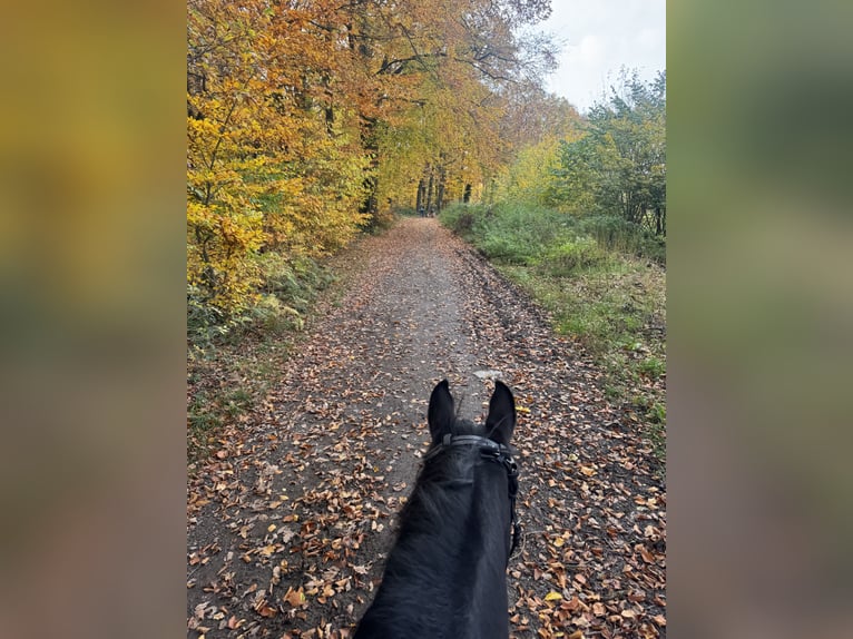 Poney de selle allemand Hongre 5 Ans 147 cm Noir in Dortmund