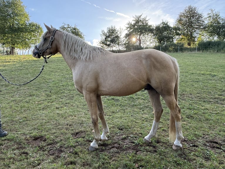 Poney de selle allemand Hongre 5 Ans 147 cm Palomino in Hilders