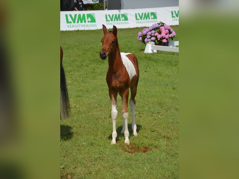 Poney de selle allemand Hongre 5 Ans 147 cm Pinto in Osnabrück