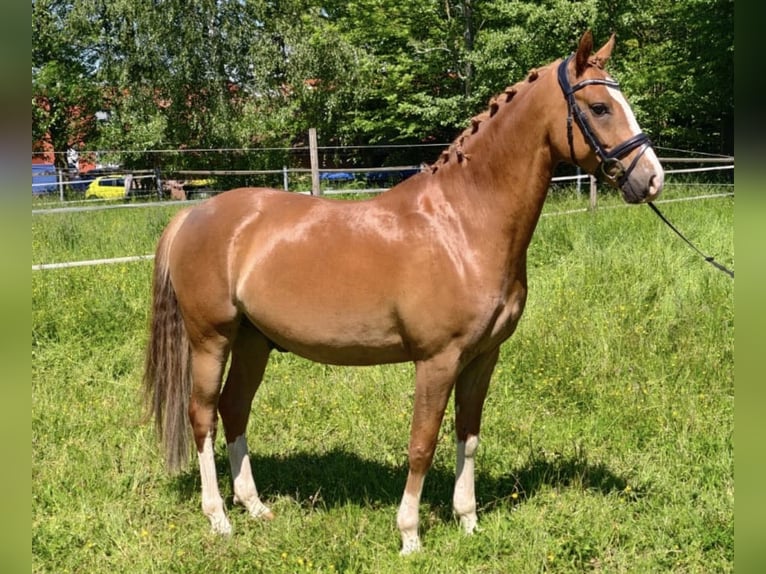 Poney de selle allemand Hongre 5 Ans 148 cm Alezan in Waiblingen
