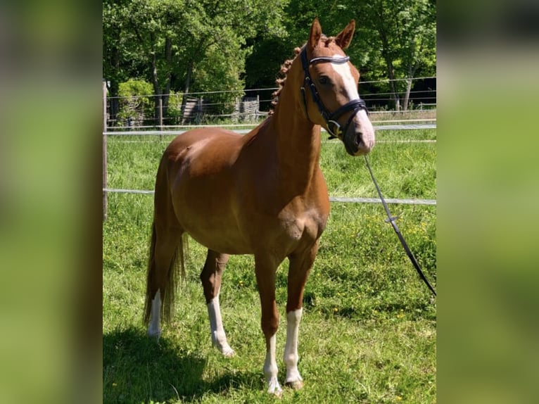 Poney de selle allemand Hongre 5 Ans 148 cm Alezan in Waiblingen