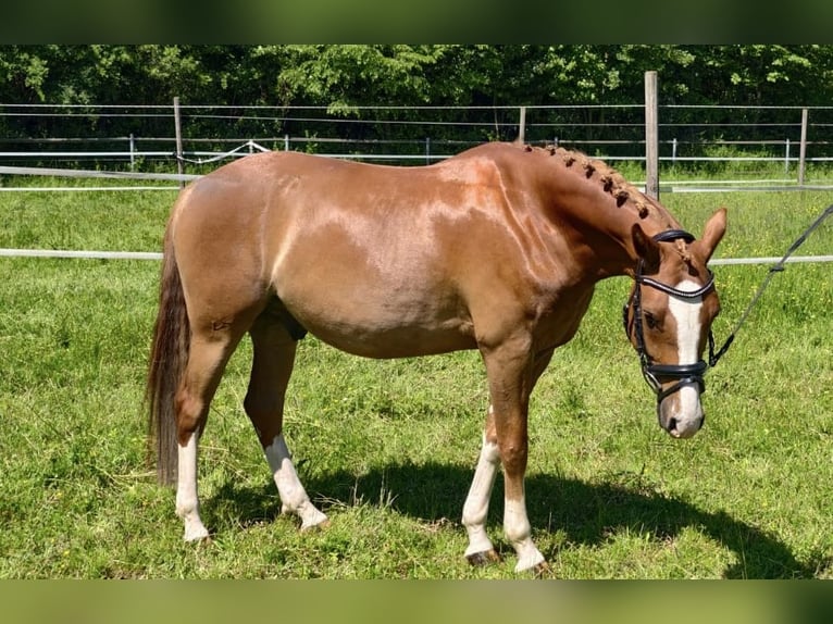 Poney de selle allemand Hongre 5 Ans 148 cm Alezan in Waiblingen