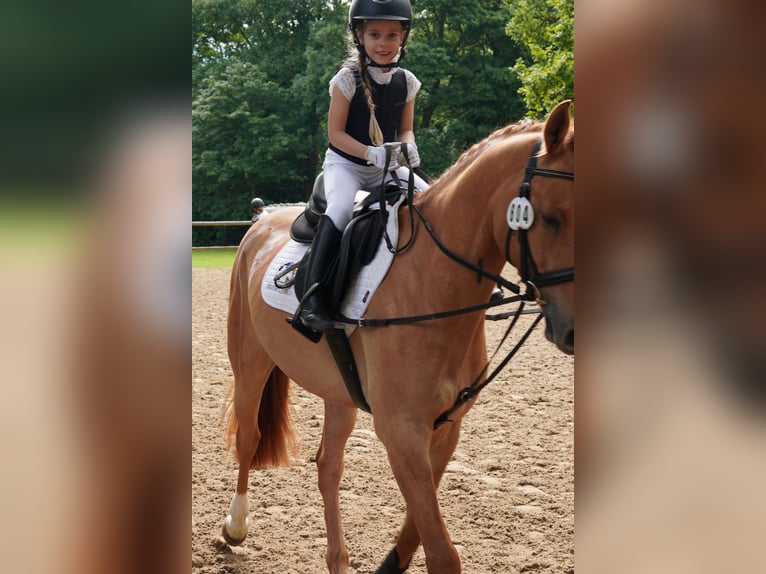 Poney de selle allemand Hongre 5 Ans 148 cm Alezan in Buchholz in der Nordheide