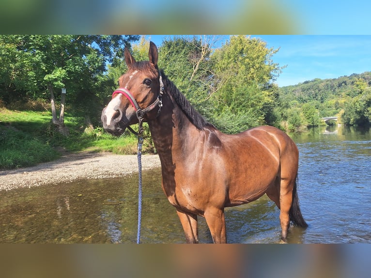 Poney de selle allemand Hongre 5 Ans 148 cm Bai brun in Warendorf