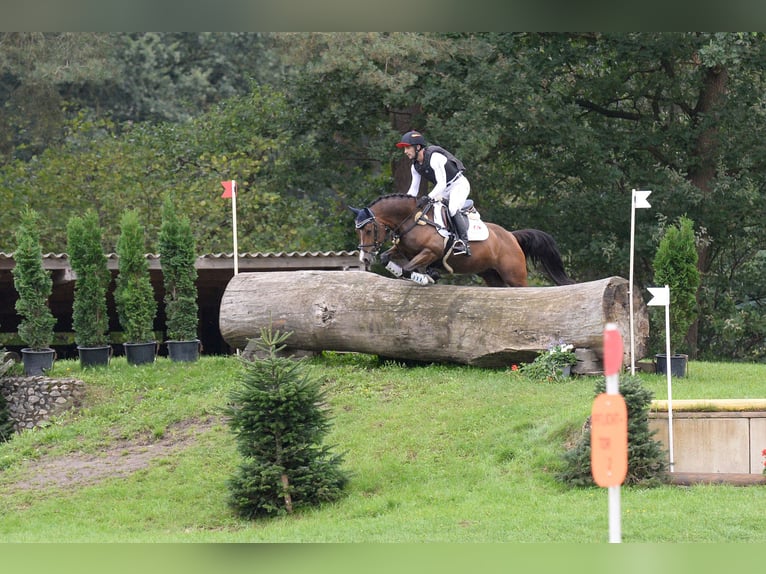 Poney de selle allemand Hongre 5 Ans 148 cm Bai brun in Warendorf