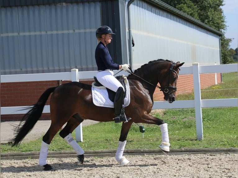 Poney de selle allemand Hongre 5 Ans 148 cm Bai brun in Recke, bei Osnabrück