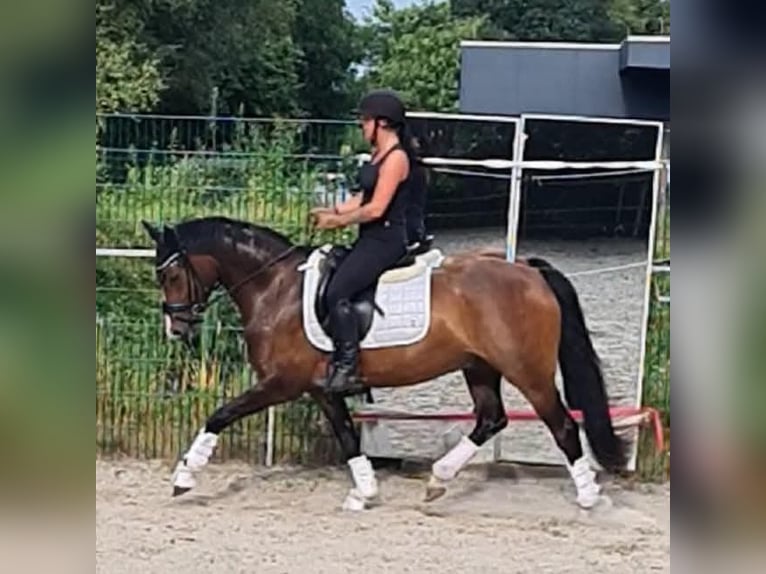 Poney de selle allemand Hongre 5 Ans 148 cm Bai brun in Esens