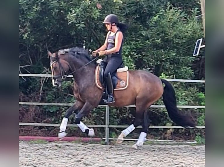 Poney de selle allemand Hongre 5 Ans 148 cm Bai brun in Esens