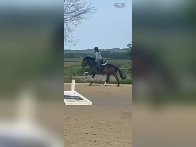 Poney de selle allemand Hongre 5 Ans 148 cm Bai brun in Melle