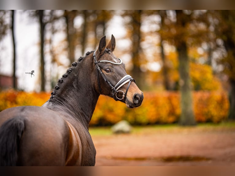 Poney de selle allemand Hongre 5 Ans 148 cm Bai brun foncé in Essen (Oldenburg)