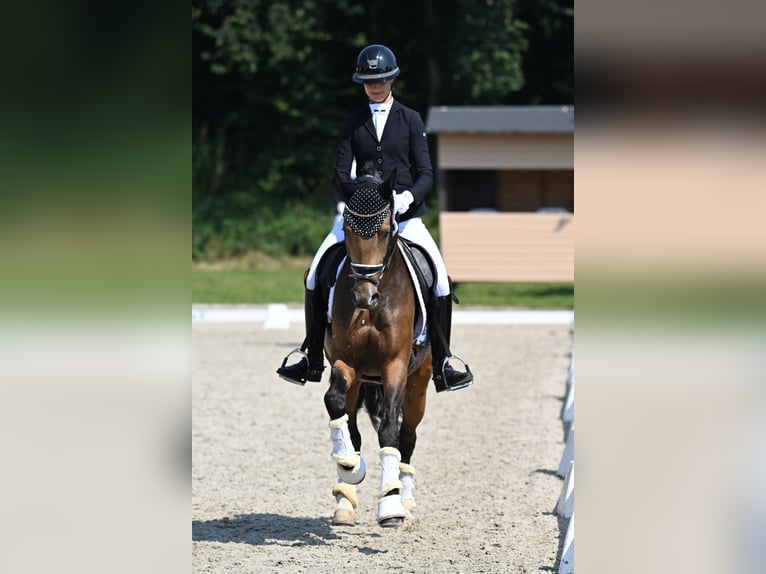 Poney de selle allemand Hongre 5 Ans 148 cm Buckskin in Vettweiß