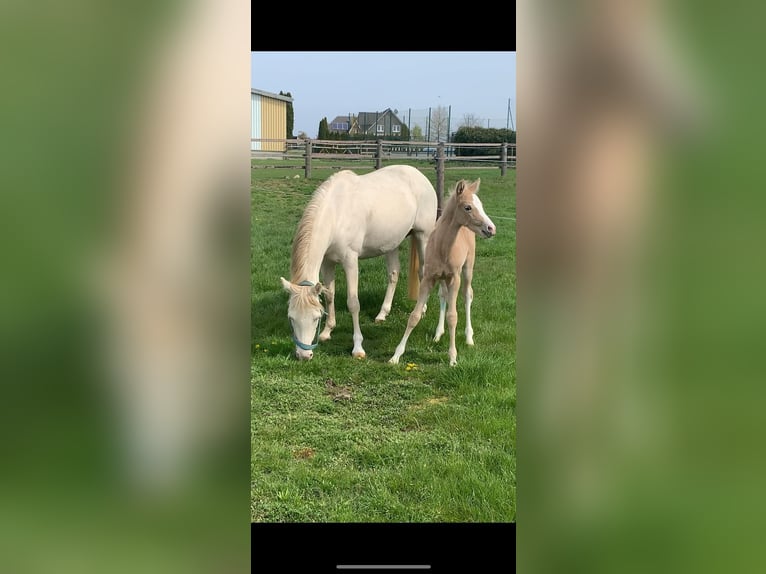 Poney de selle allemand Hongre 5 Ans 148 cm Gris moucheté in Seckach