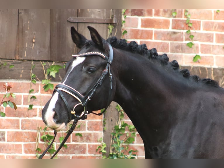 Poney de selle allemand Hongre 5 Ans 148 cm Noir in Deinstedt