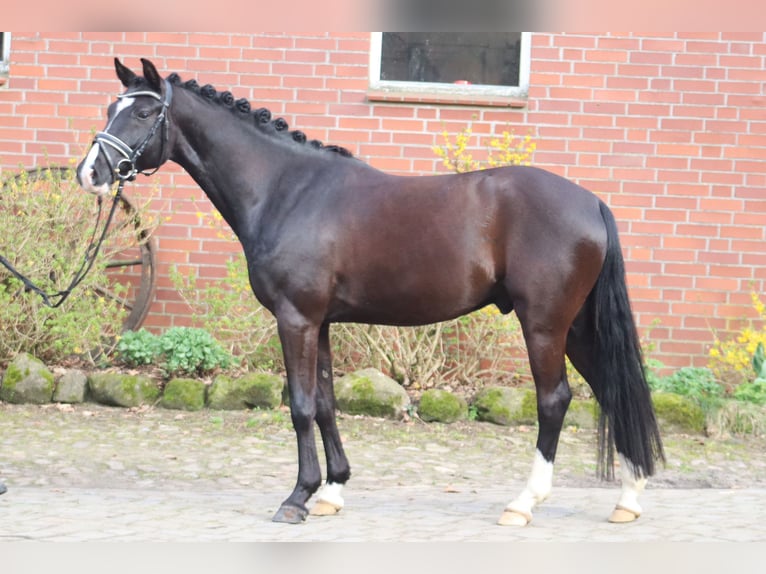 Poney de selle allemand Hongre 5 Ans 148 cm Noir in Deinstedt