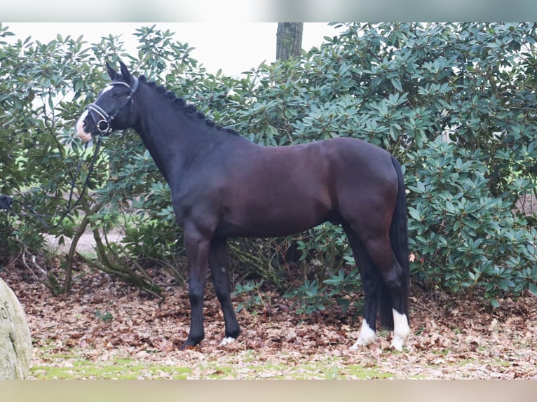 Poney de selle allemand Hongre 5 Ans 148 cm Noir in Deinstedt