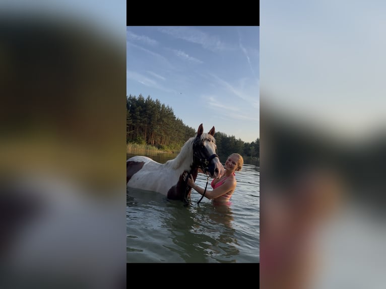 Poney de selle allemand Croisé Hongre 5 Ans 148 cm Pinto in Oberlangen