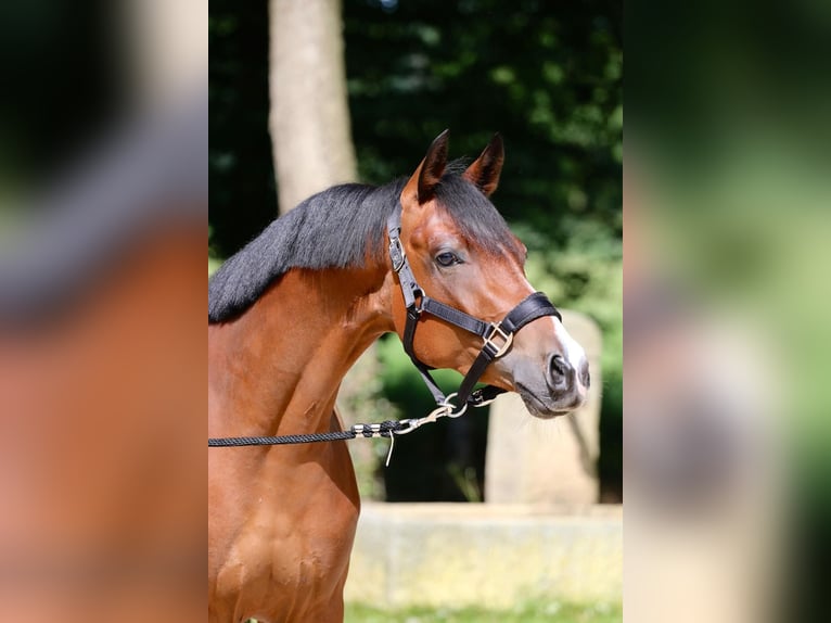 Poney de selle allemand Hongre 5 Ans 149 cm Bai clair in Bad Vilbel