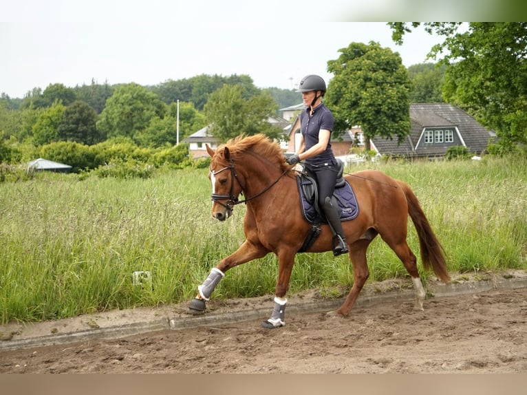 Poney de selle allemand Hongre 5 Ans 150 cm Alezan in Nübel