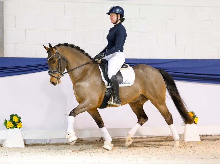 Poney de selle allemand Hongre 5 Ans 150 cm Bai in Marsberg