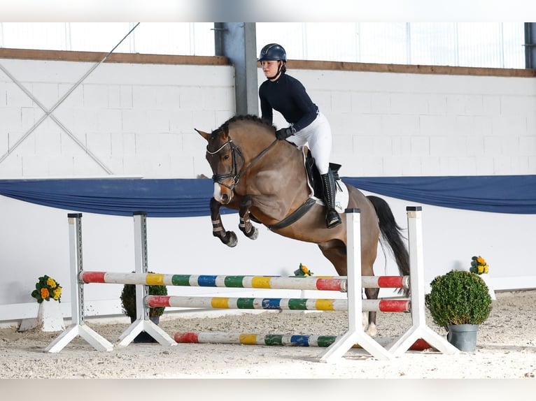 Poney de selle allemand Hongre 5 Ans 150 cm Bai in Marsberg