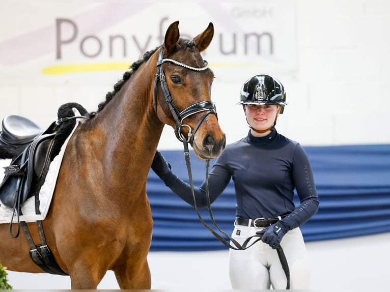 Poney de selle allemand Hongre 5 Ans 151 cm Bai in Marsberg