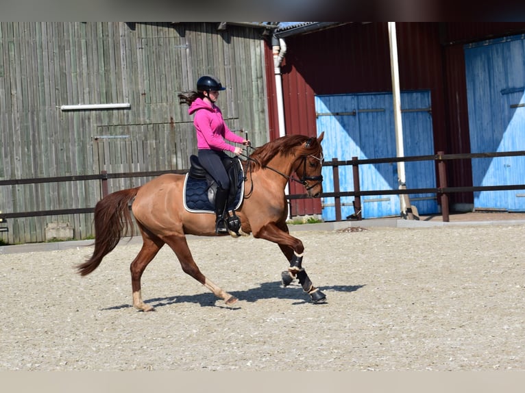 Poney de selle allemand Hongre 5 Ans 152 cm Alezan in Edewecht