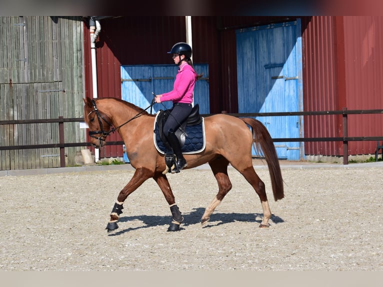 Poney de selle allemand Hongre 5 Ans 152 cm Alezan in Edewecht