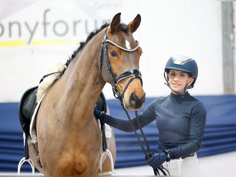 Poney de selle allemand Hongre 5 Ans 152 cm Bai in Marsberg