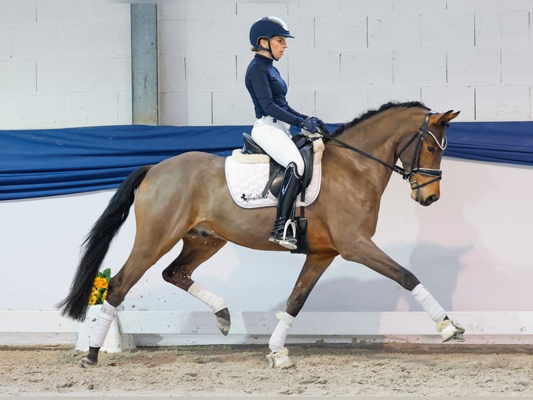 Poney de selle allemand Hongre 5 Ans 152 cm Bai in Marsberg