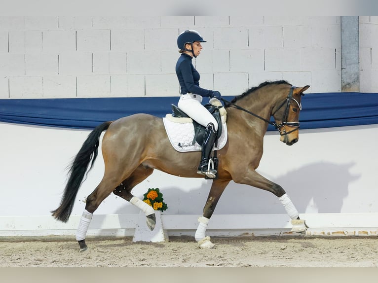 Poney de selle allemand Hongre 5 Ans 152 cm Bai in Marsberg