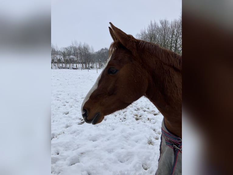 Poney de selle allemand Hongre 5 Ans 153 cm Alezan in Großheide